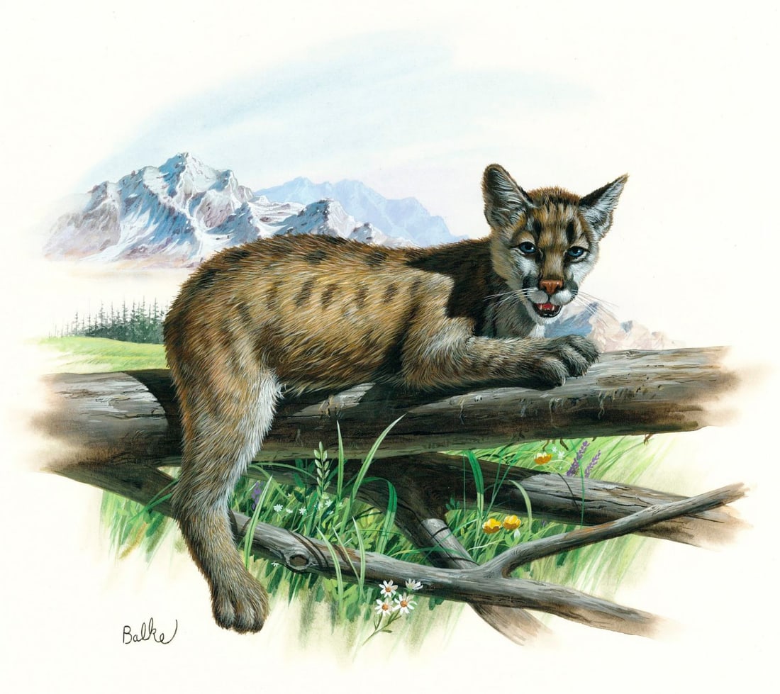 Don Balke (NC,1933-?) gouache painting: ARTIST: Don Balke (North Carolina, 1933 - ???) TITLE: The Cougar, Idaho (titled on verso) YEAR: 1984 MEDIUM: gouache and watercolor on board CONDITION: