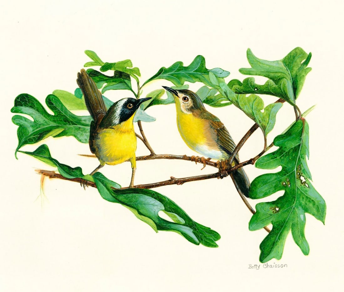 Betty Chaisson (US,20C) gouache painting (1 of 12)