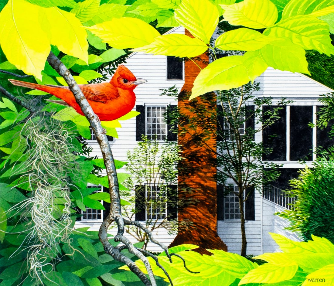 Michael Warren (UK,1938-?) watercolor painting: ARTIST: Michael Warren (United Kingdom, 1938 - ???) TITLE: Summer Tanager Bird, Louisiana (titled on verso) YEAR: 1986 MEDIUM: watercolor on heavy paper CONDITI