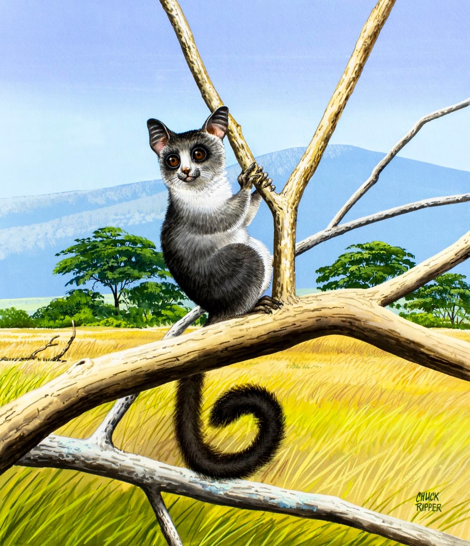 Chuck Ripper (WV,PA,1929-2019) gouache painting: ARTIST: Chuck Ripper (West Virginia, Pennsylvania, 1929 - 2019) TITLE: Lesser Galago (titled on verso) YEAR: 1998 MEDIUM: gouache on board CONDITION: V
