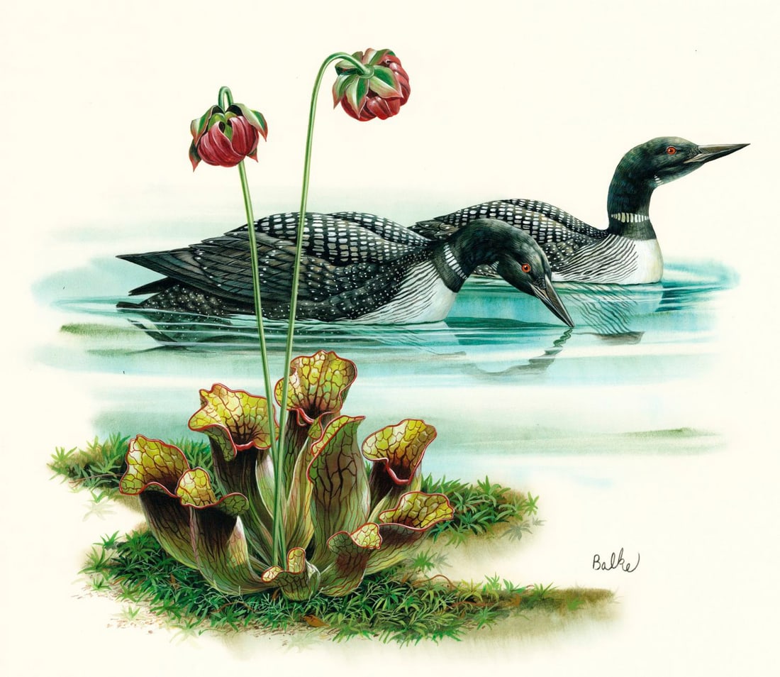 Don Balke (NC,1933-?) gouache painting: ARTIST: Don Balke (North Carolina, 1933 - ???) TITLE: Common Loon Duck YEAR: 1978 MEDIUM: gouache and watercolor on board CONDITION: Very good.