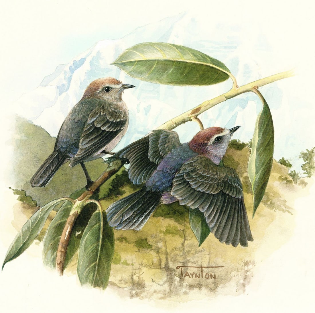 Patricia Taynton (PA,1945-?) watercolor painting (1 of 12)