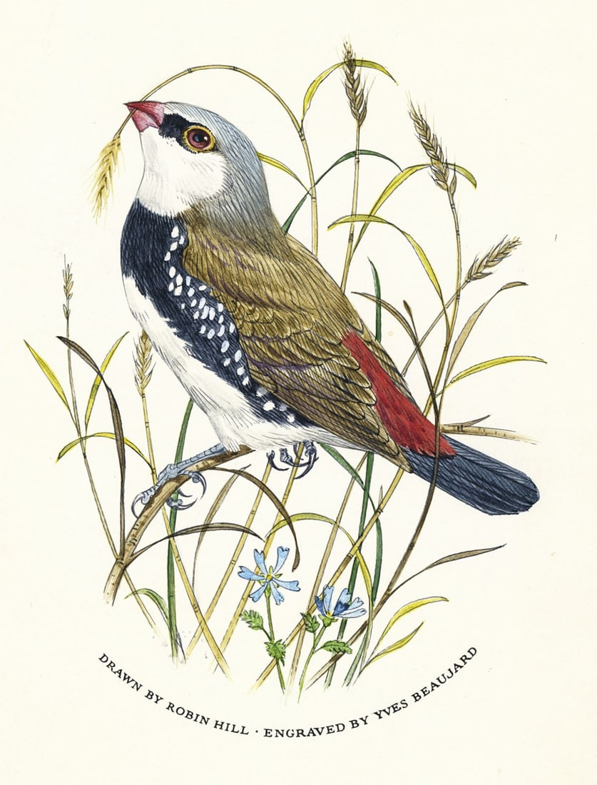 Robin Hill (VA,DC,UK,Australia,1932-?) watercolor painting (1 of 12)