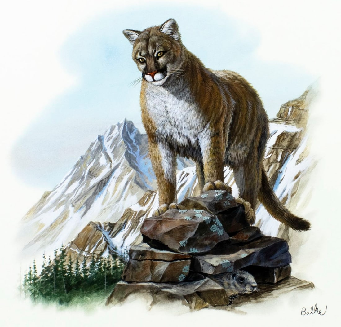 Don Balke (NC,1933-?) gouache painting: ARTIST: Don Balke (North Carolina, 1933 - ???) TITLE: Mountain Lion YEAR: 1986 MEDIUM: gouache and watercolor on board CONDITION: Very good.