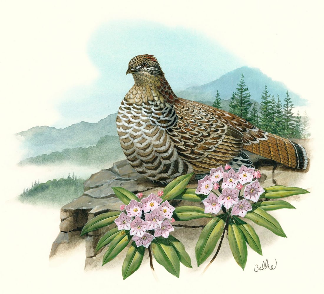 Don Balke (NC,1933-?) gouache painting: ARTIST: Don Balke (North Carolina, 1933 - ???) TITLE: Ruffed Grouse Bird, Pennsylvania (titled on verso) YEAR: 1985 MEDIUM: gouache and watercolor on board COND