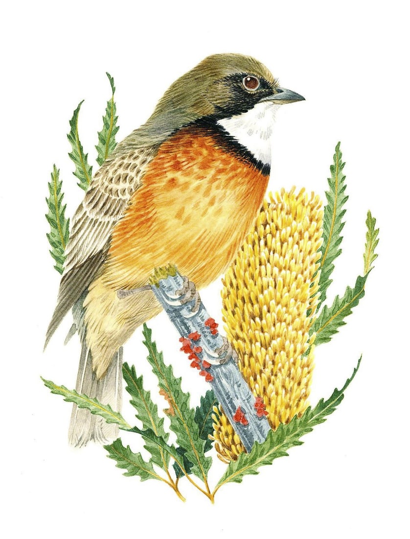 Robin Hill (VA,DC,UK,Australia,1932-?) watercolor painting (1 of 11)