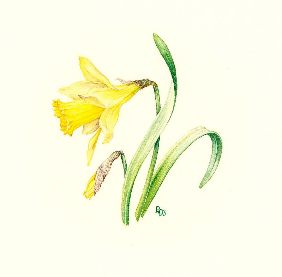 Rosanne Sanders (UK,20/21C) watercolor painting: ARTIST: Rosanne Sanders (United Kingdom, 20/21 centuries) TITLE: Daffodil Flower YEAR: 1980s MEDIUM: watercolor on paper. Paper applied to board. CONDITION: