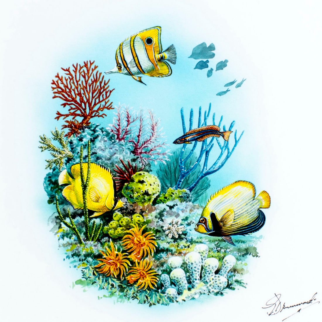 Gordon Drummond (UK,1921-?) gouache painting: ARTIST: Gordon Drummond (United Kingdom, 1921 - ???) TITLE: Coral Reefs - Pacific Ocean (titled on verso) YEAR: 1980 MEDIUM: gouache on board CONDITION: