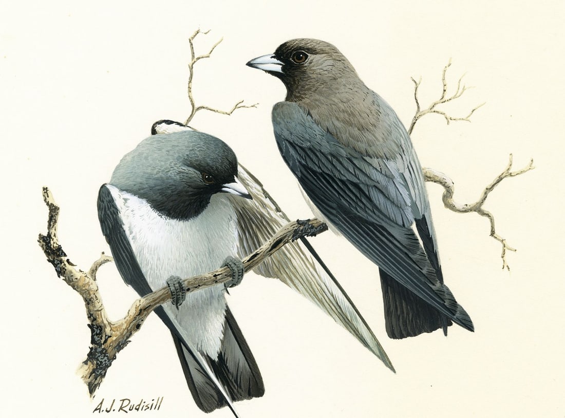 Anthony J Rudisill (US,1934-?) gouache painting (1 of 12)