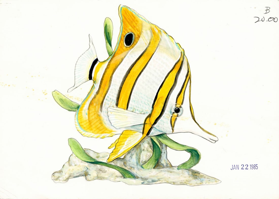 George McMonigle (PA,Hawaii,b 1951) watercolor painting: ARTIST: George McMonigle (Pennsylvania, Hawaiian, born 1951) TITLE: Copperband Butterflyfish YEAR: 1985 MEDIUM: watercolor on heavy paper CONDITION: Few