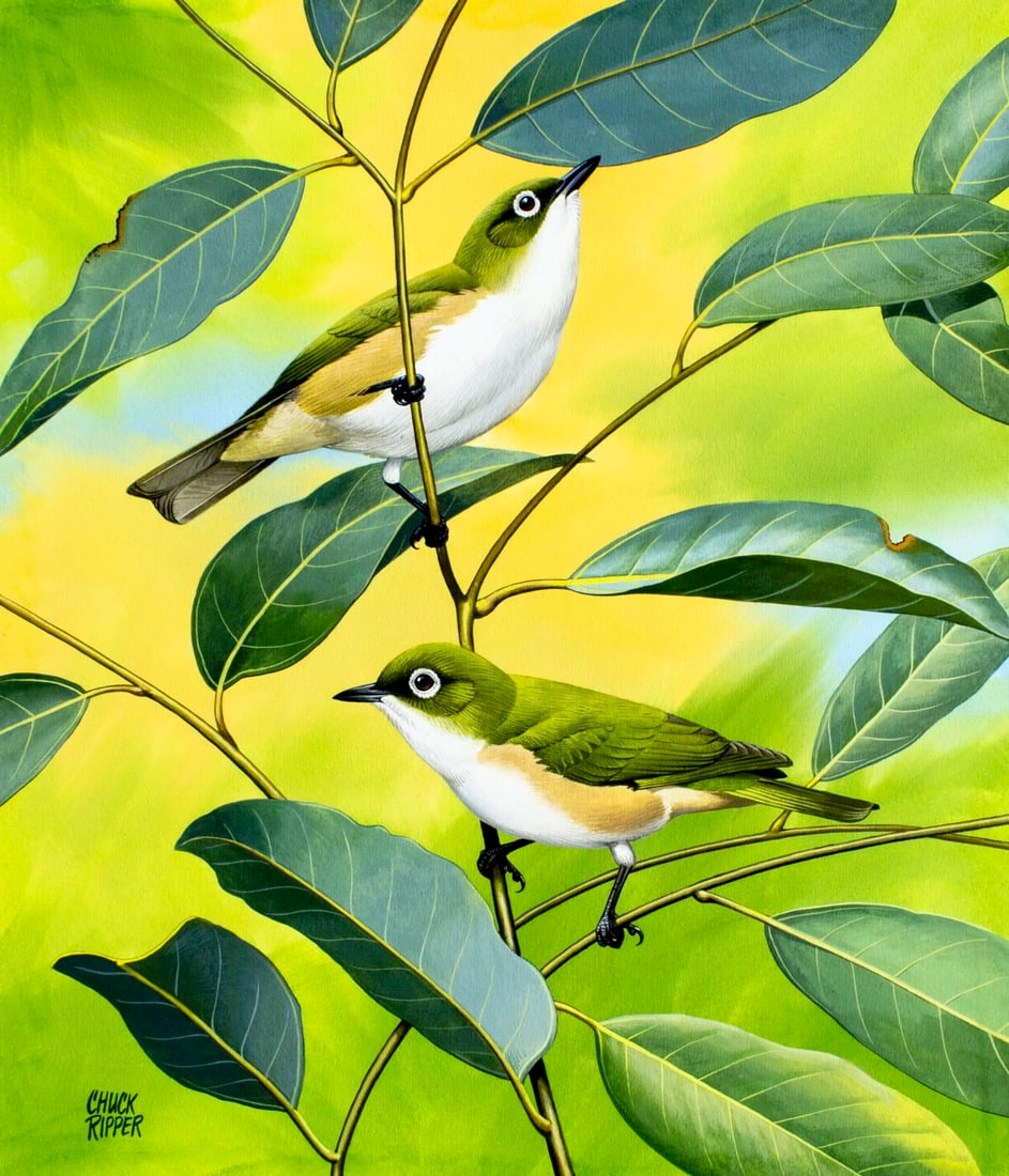 Chuck Ripper (WV,PA,1929-2019) gouache painting: ARTIST: Chuck Ripper (West Virginia, Pennsylvania, 1929 - 2019) TITLE: White-breasted Silver-eye Bird (titled on verso) YEAR: 1993 MEDIUM: gouache on board COND