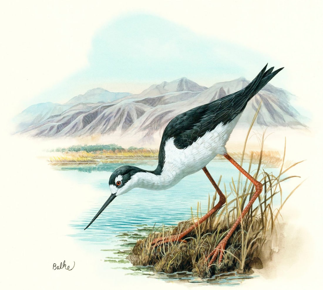 Don Balke (NC,1933-?) gouache painting: ARTIST: Don Balke (North Carolina, 1933 - ???) TITLE: Black-necked Stilt Bird, Nevada (titled on verso) YEAR: 1986 MEDIUM: gouache and watercolor on board CONDI