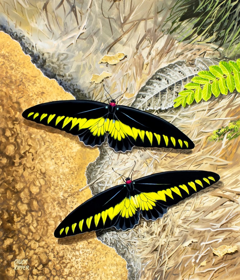 Chuck Ripper (WV,PA,1929-2019) gouache painting: ARTIST: Chuck Ripper (West Virginia, Pennsylvania, 1929 - 2019) TITLE: Rajah Brookes Birdwing Butterfly (titled on verso) YEAR: 1998 MEDIUM: gouache on board CO