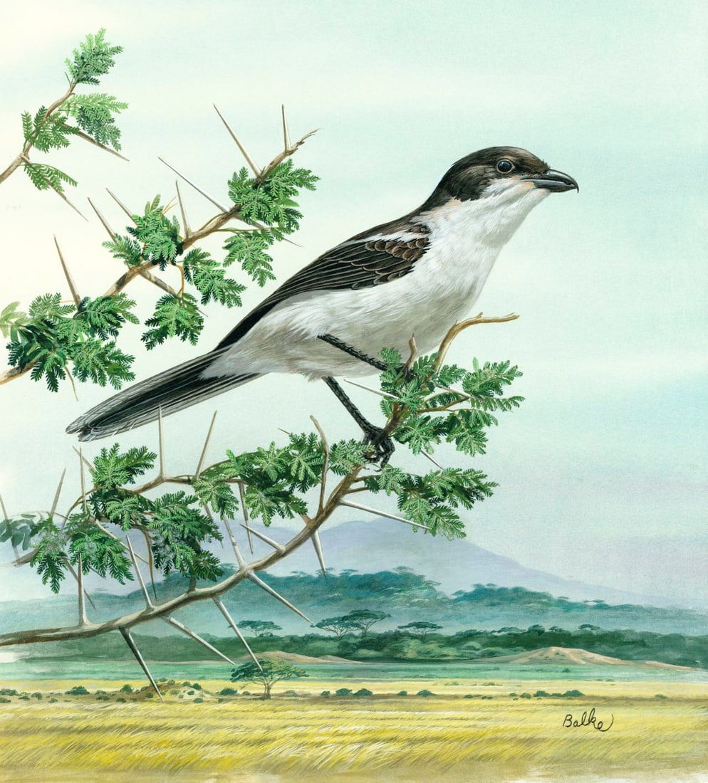 Don Balke (NC,1933-?) gouache painting (1 of 12)