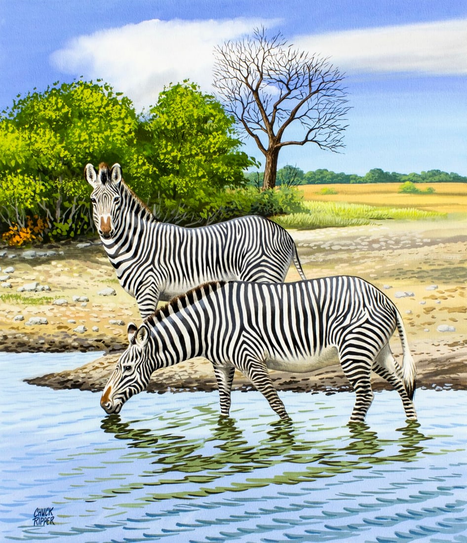Chuck Ripper (WV,PA,1929-2019) gouache painting: ARTIST: Chuck Ripper (West Virginia, Pennsylvania, 1929 - 2019) TITLE: Grevys Zebra (titled on verso) YEAR: 1992 MEDIUM: gouache on board CONDITION: Ve