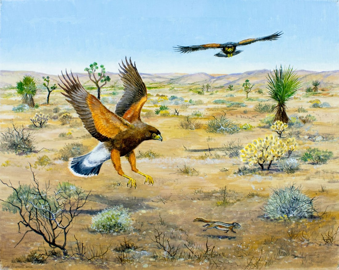 Peter Barrett (UK,1935-?) oil painting: ARTIST: Peter Barrett (United Kingdom, 1935 - ???) TITLE: Harriss Hawk (titled on label) YEAR: 2022 MEDIUM: oil on canvas CONDITION: Very good. No visi