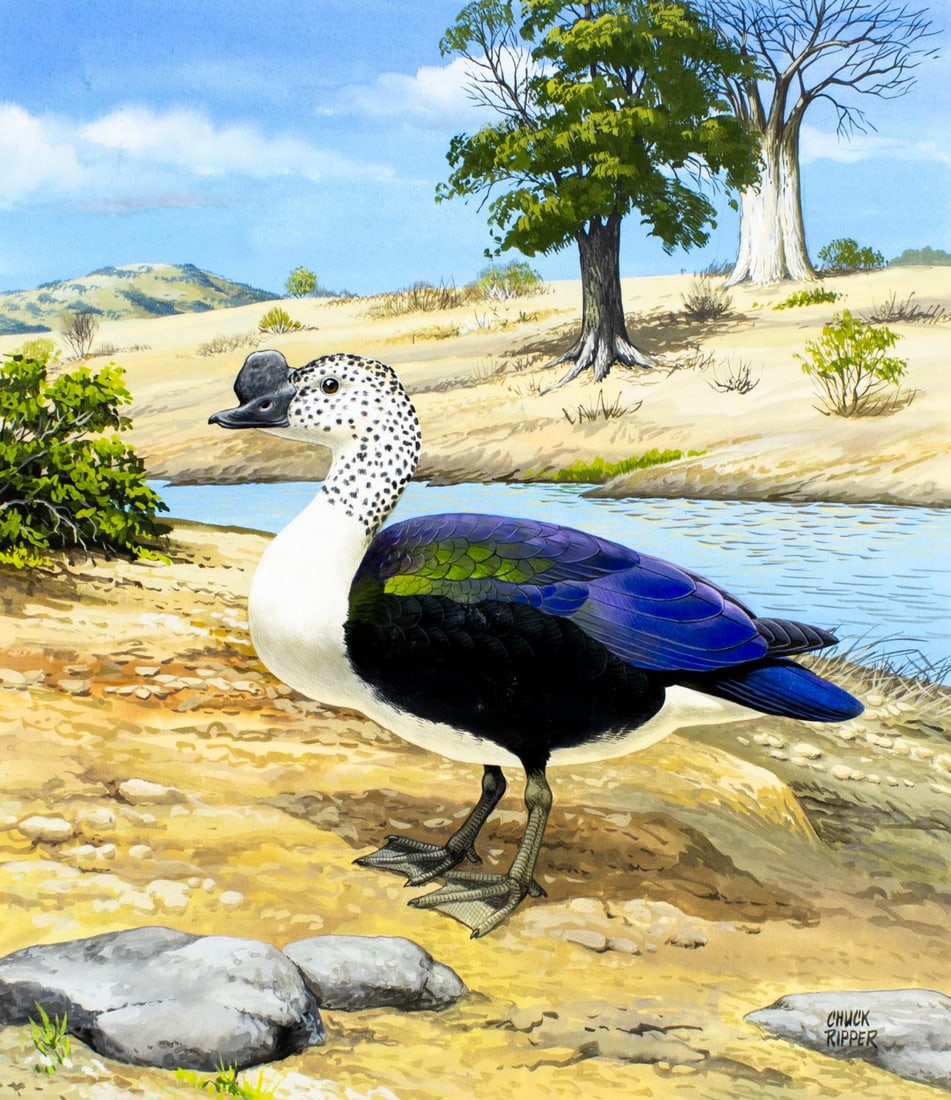 Chuck Ripper (WV,PA,1929-2019) gouache painting: ARTIST: Chuck Ripper (West Virginia, Pennsylvania, 1929 - 2019) TITLE: Knob-billed Goose YEAR: 2002 MEDIUM: gouache on board CONDITION: Very good. <