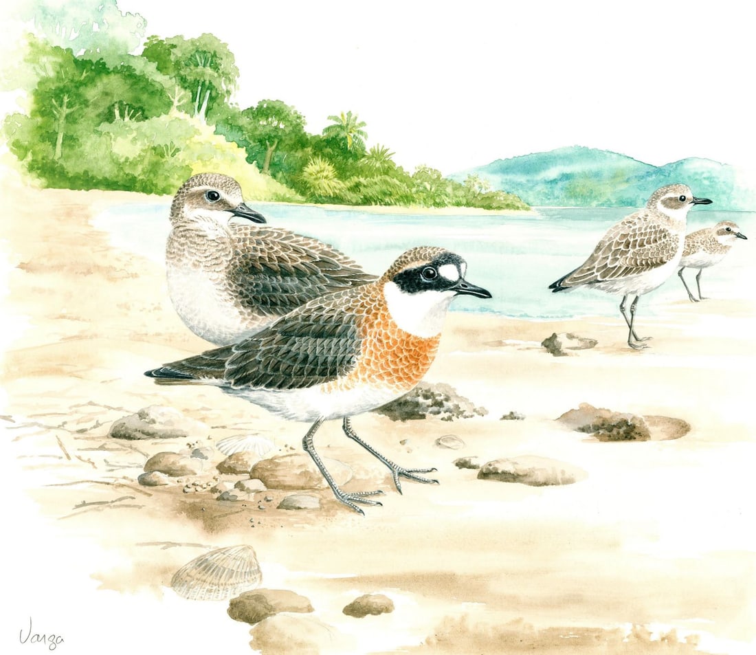 Pal Varga (Hungary,1937-?) watercolor painting: ARTIST: Pal Varga (Hungarian, 1937 - ???) TITLE: Mongolian Plover Bird (titled on verso) YEAR: 1999 MEDIUM: watercolor on heavy paper CONDITION:</