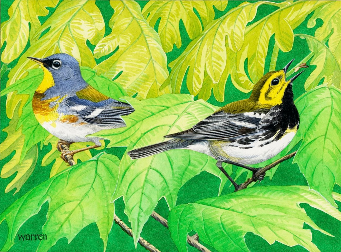 Michael Warren (UK,1938-?) watercolor painting: ARTIST: Michael Warren (United Kingdom, 1938 - ???) TITLE: Male Northern Parula, Black-Throated Bird (titled on verso) YEAR: 1987 MEDIUM: watercolor on heavy paper