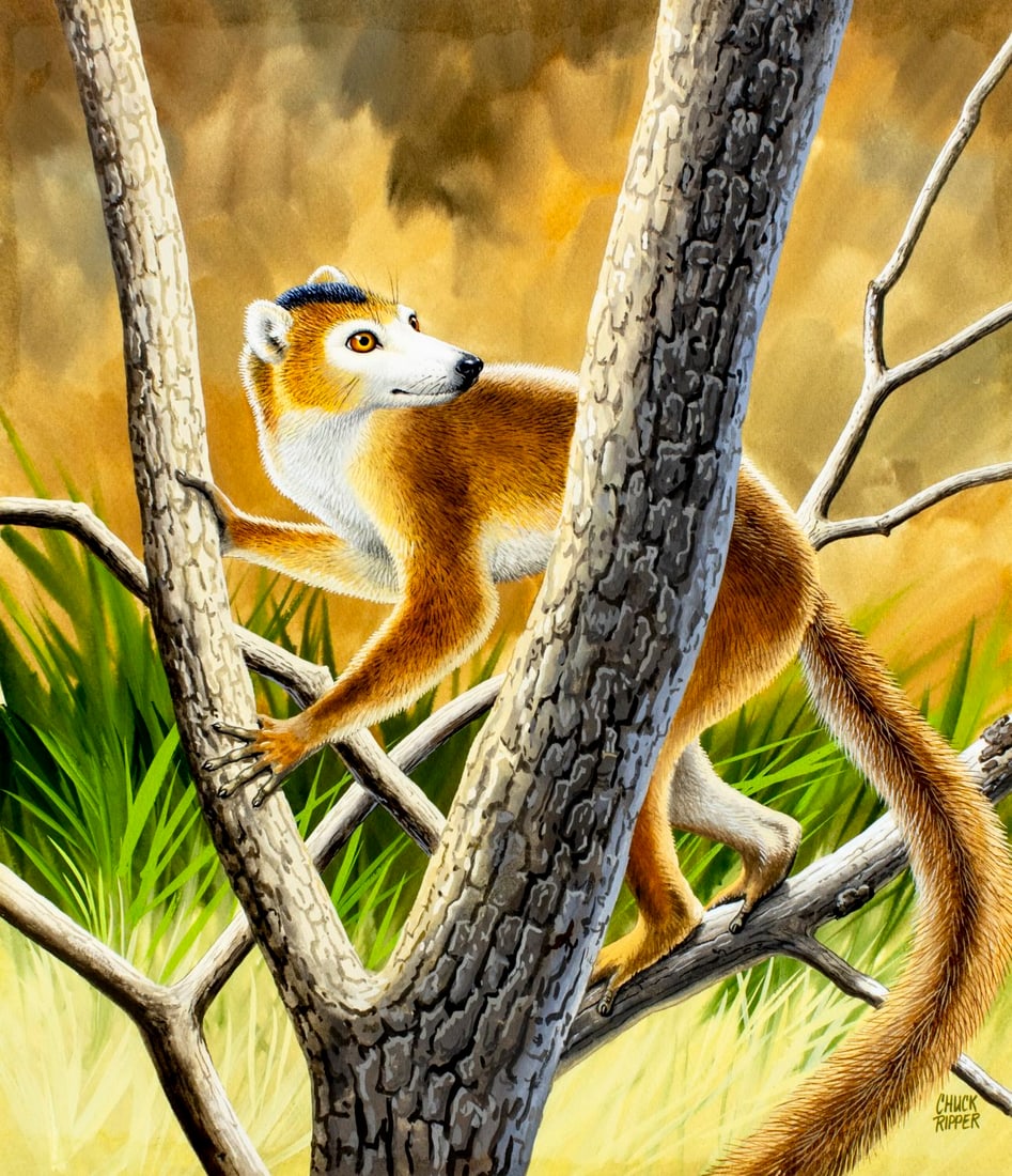 Chuck Ripper (WV,PA,1929-2019) gouache painting: ARTIST: Chuck Ripper (West Virginia, Pennsylvania, 1929 - 2019) TITLE: Crowned Lemur (titled on verso) YEAR: 1994 MEDIUM: gouache on board CONDITION: V
