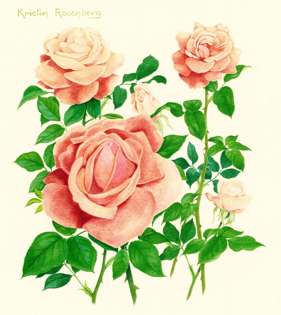 Kristen Rosenberg (uk,1933-?) watercolor painting: ARTIST: Kristen Rosenberg (United Kingdom, 1933 - ???) TITLE: Mister Lincoln Rose (titled on verso) YEAR: 1978 MEDIUM: watercolor on board CONDITION: M