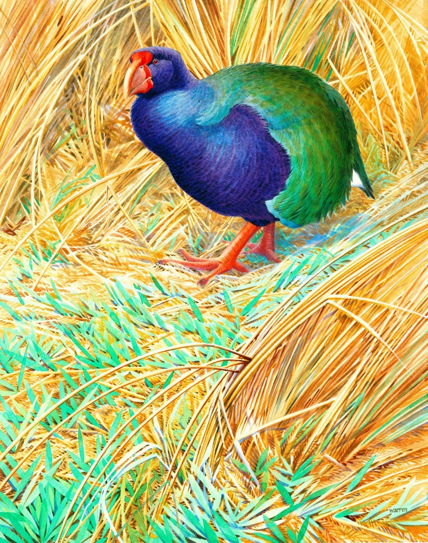 Michael Warren (UK,1938-?) watercolor painting: ARTIST: Michael Warren (United Kingdom, 1938 - ???) TITLE: Takahe Bird YEAR: 1988 MEDIUM: watercolor on heavy paper CONDITION: Minor damages to corners