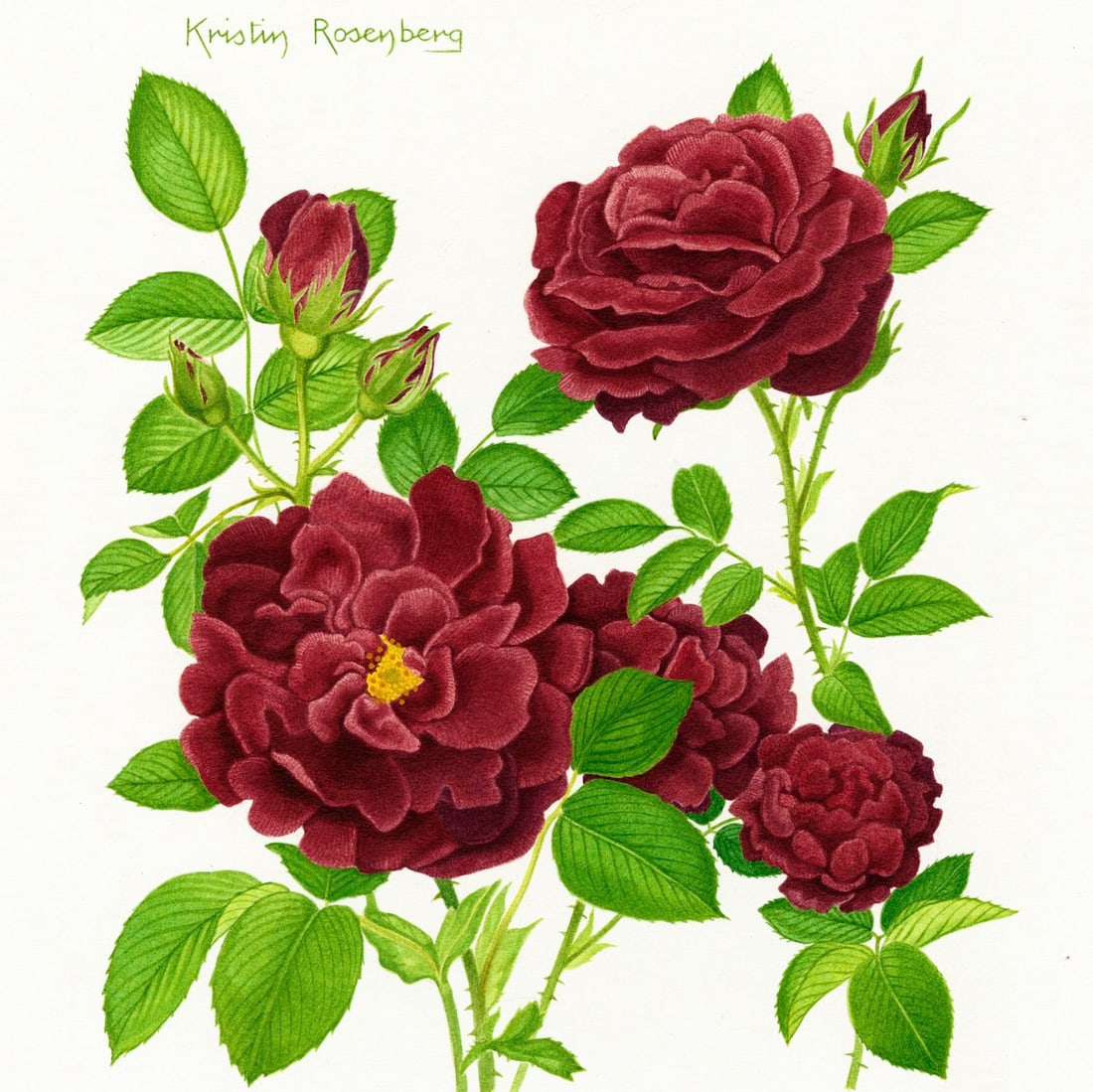 Kristen Rosenberg (UK,1933-?) watercolor painting: ARTIST: Kristen Rosenberg (United Kingdom, 1933 - ???) TITLE: Tuscany Superb Rose (titled on verso) YEAR: 1978 MEDIUM: watercolor on board CONDITION: M