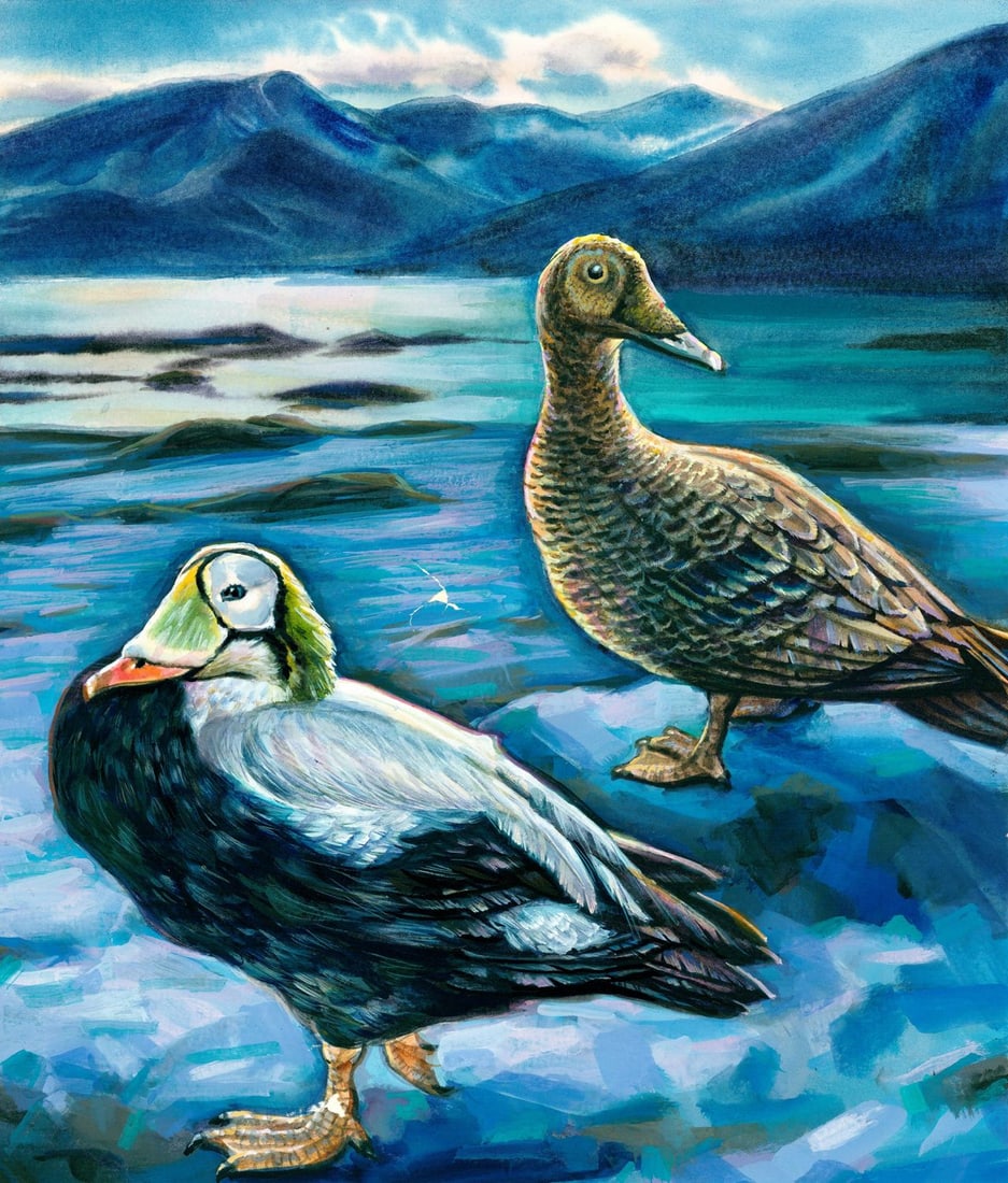 Ivan Kozlov (Russia,1937-?) gouache painting: ARTIST: Ivan Kozlov (Russian, 1937 - ???) TITLE: Spectacled Eider Duck (titled on verso) YEAR: 1993 MEDIUM: gouache on heavy paper CONDITION: Some tears