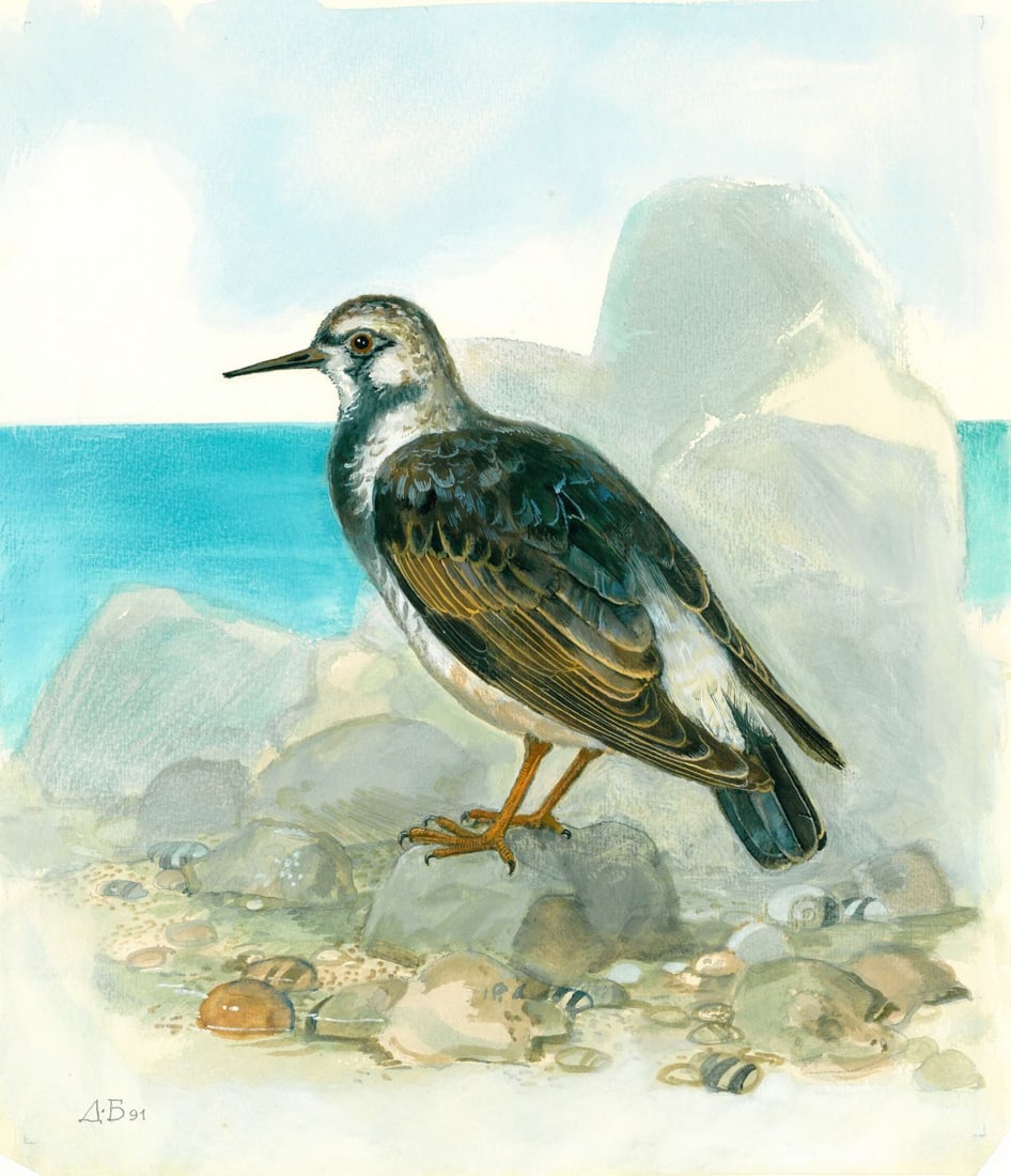 Dmitry Belukin (Russia,b 1962) watercolor painting: ARTIST: Dmitry Anatolyevich Belukin (Russian, born 1962) TITLE: Ruddi Turnstone Bird (titled on verso) YEAR: 1991 MEDIUM: watercolor on heavy paper CONDITION:
