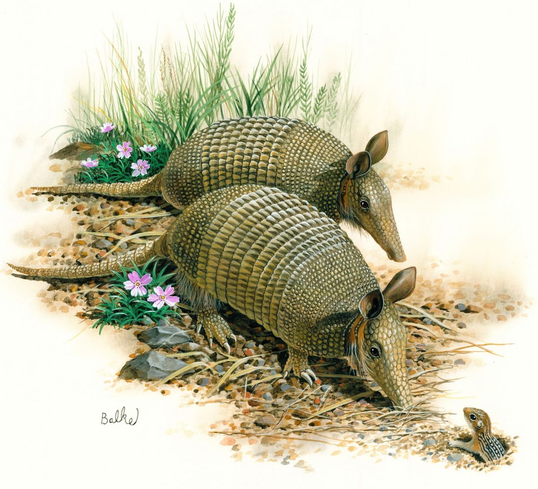 Don Balke (NC,1933-?) gouache painting: ARTIST: Don Balke (North Carolina, 1933 - ???) TITLE: Armadillo, Texas (titled on verso) YEAR: 1984 MEDIUM: gouache on board CONDITION: Some small damage