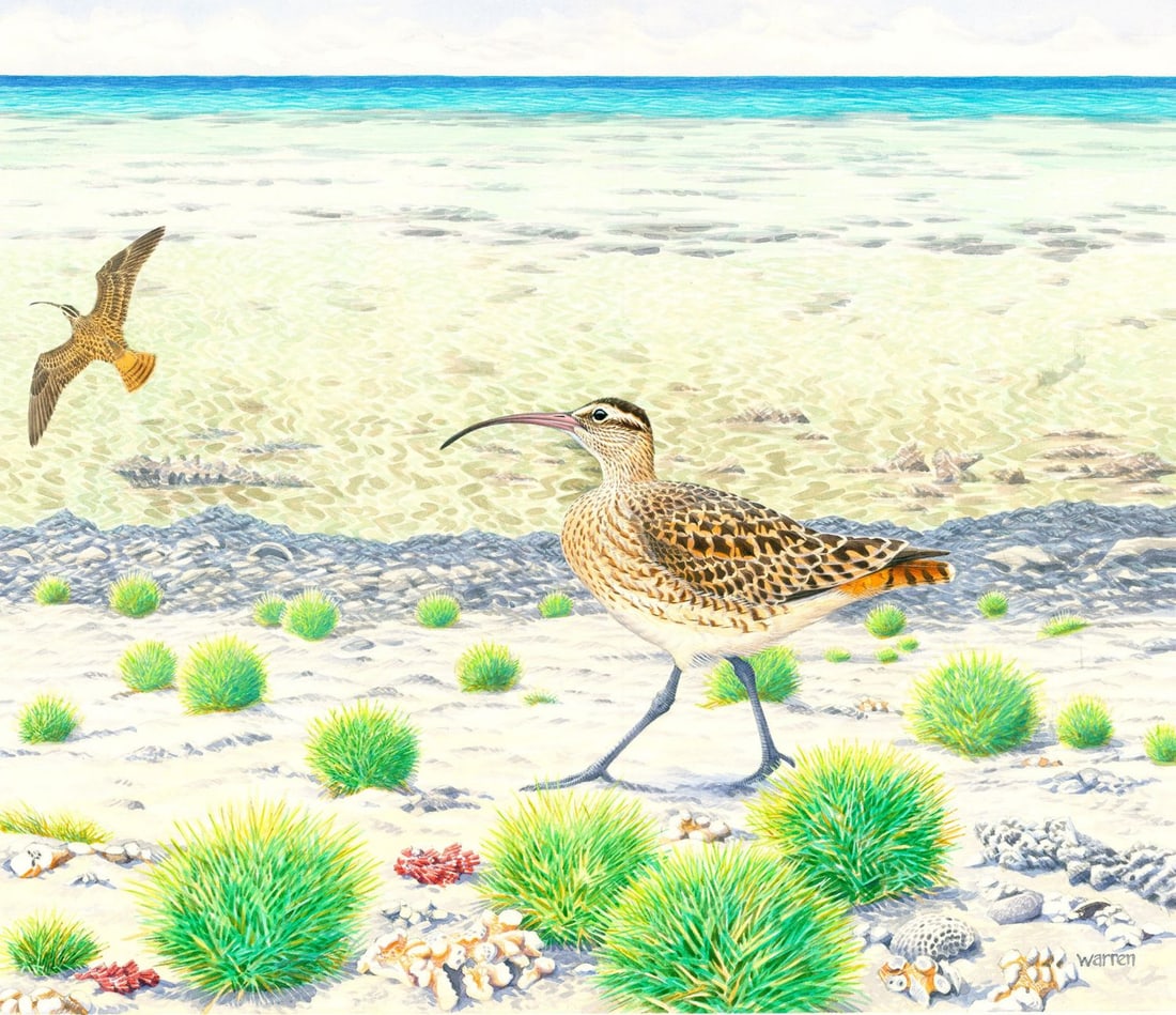 Michael Warren (UK,1938-?) watercolor painting: ARTIST: Michael Warren (United Kingdom, 1938 - ???) TITLE: Bristled-thighed Curlew Bird (titled on verso) YEAR: 1991 MEDIUM: watercolor on heavy paper CONDITION