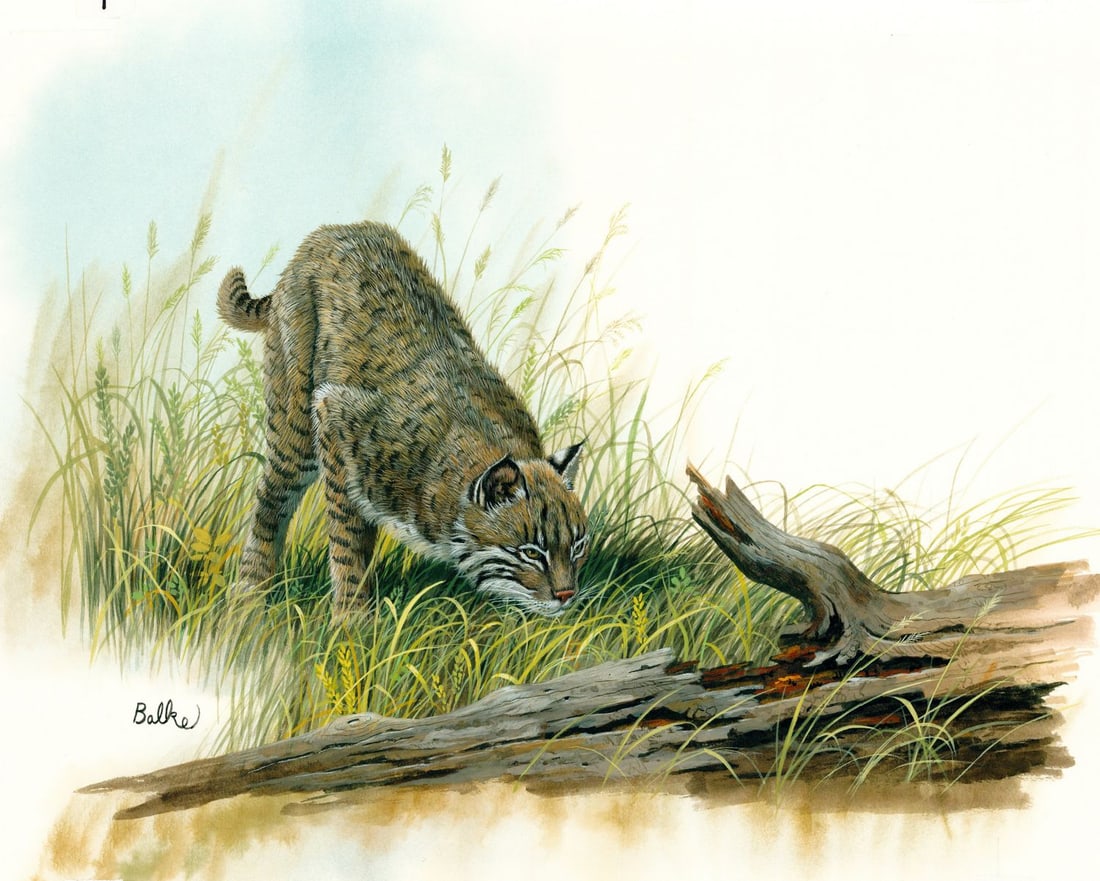 Don Balke (NC,1933-?) gouache painting: ARTIST: Don Balke (North Carolina, 1933 - ???) TITLE: Bobcat (titled on verso) YEAR: 1990 MEDIUM: gouache on board CONDITION: Very good. ART S