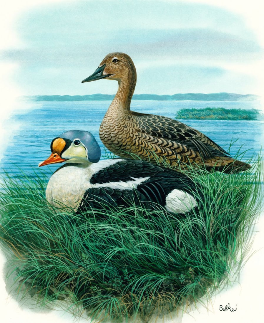 Don Balke (NC,1933-?) gouache painting: ARTIST: Don Balke (North Carolina, 1933 - ???) TITLE: King Eider Duck (titled on verso) YEAR: 1991 MEDIUM: gouache on board CONDITION: Very good.