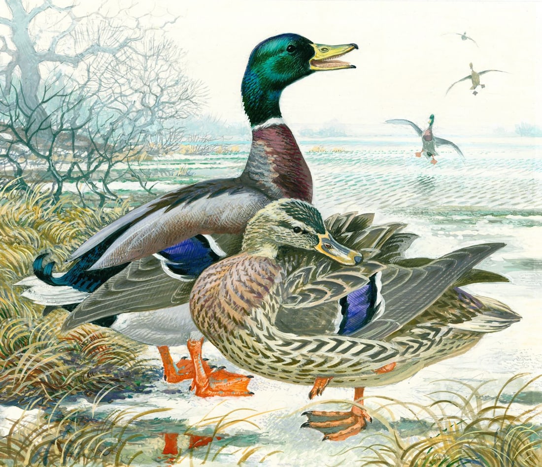 Vadim Gorbatov (Russia,1940-?) gouache painting: ARTIST: Vadim Alekseevich Gorbatov (Russian, 1940 - ???) TITLE: Mallard Duck (titled on verso) YEAR: 1988 MEDIUM: gouache on paper. Paper applied to board. CONDIT