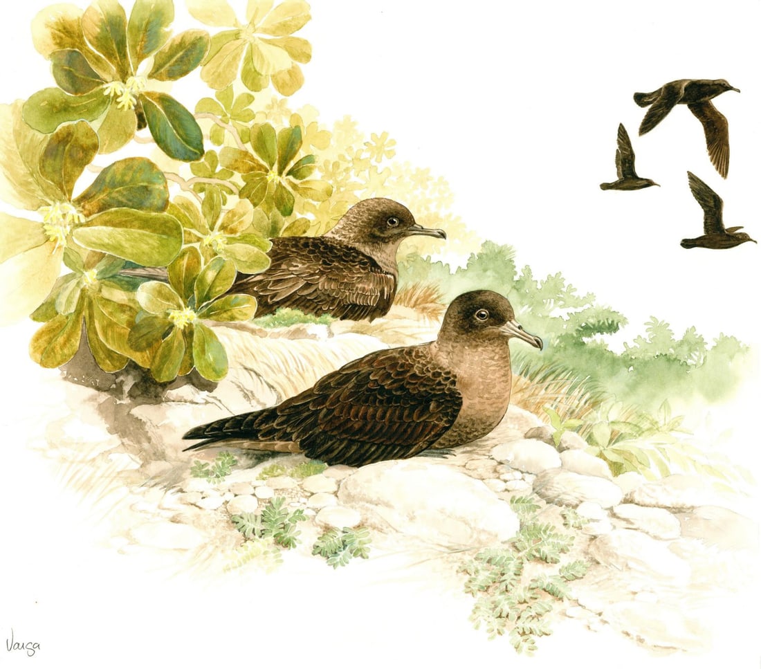 Pal Varga (Hungary,1937-?) watercolor painting: ARTIST: Pal Varga (Hungarian, 1937 - ???) TITLE: Christmas Shearwater Bird (titled on verso) YEAR: 1998 MEDIUM: watercolor on heavy paper CONDITION: Very