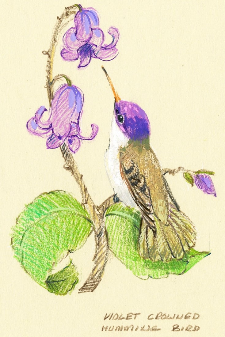 Al Fishman (PA,20C) gouache painting: ARTIST: Alan Fishman (Pennsylvania, 20 century) TITLE: Violet Crowned Hummingbird YEAR: 1983 MEDIUM: gouache on board CONDITION: Two pinholes by the uppe