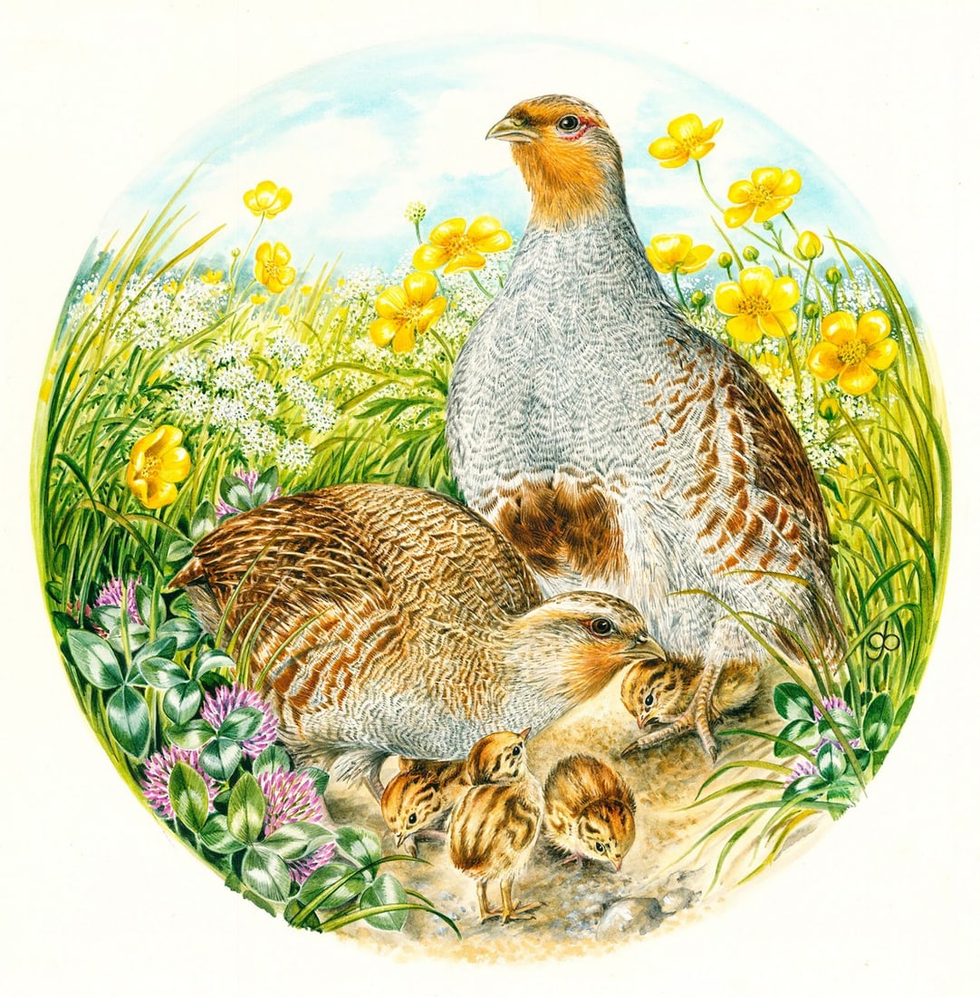 Marianne Golte Bechtle (German,1941-2023) gouache painting: ARTIST: Marianne Golte Bechtle (Germany, 1941 - 2023) TITLE: German Bird of the Year - Partridge (titled on verso) YEAR: 1991 MEDIUM: gouache on paper. Paper applied to boar