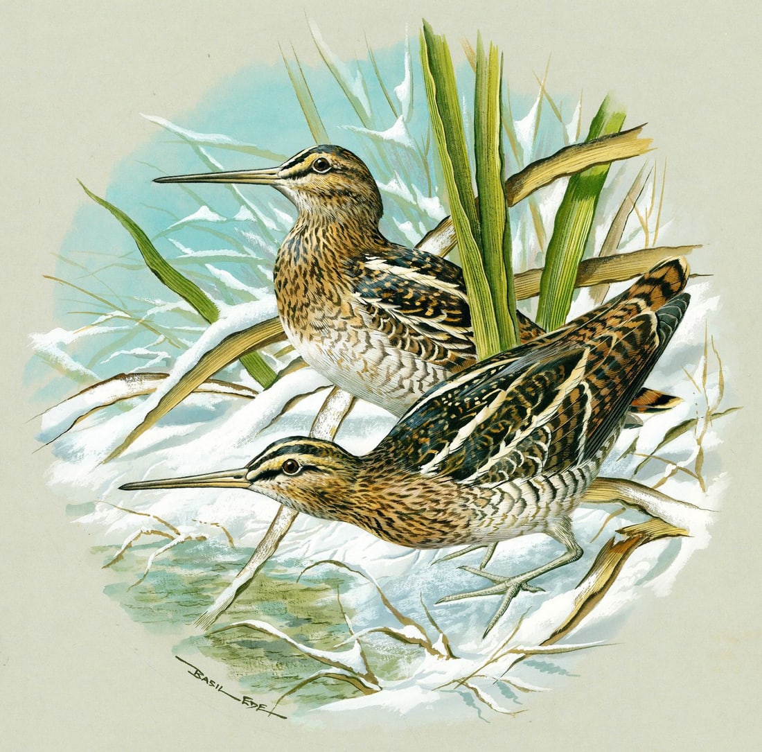 Basil Rashley Ede (DC,PA,UK,1931-2016) gouache painting: ARTIST: Basil Rashley Ede (District Of Columbia, Pennsylvania, United Kingdom, 1931 - 2016) TITLE: Common Snipe Bird (titled on verso) YEAR: 1980s MEDIUM: gouache on paper.