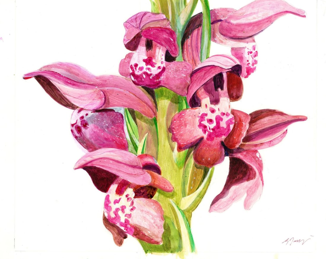 Guenter Jacki (German,1936-?) watercolor painting: ARTIST: Guenter Jacki (Germany, 1936 - ???) TITLE: Illustration - Orchid, Berlin (titled on verso) YEAR: 1984 MEDIUM: watercolor on heavy paper CONDITION: