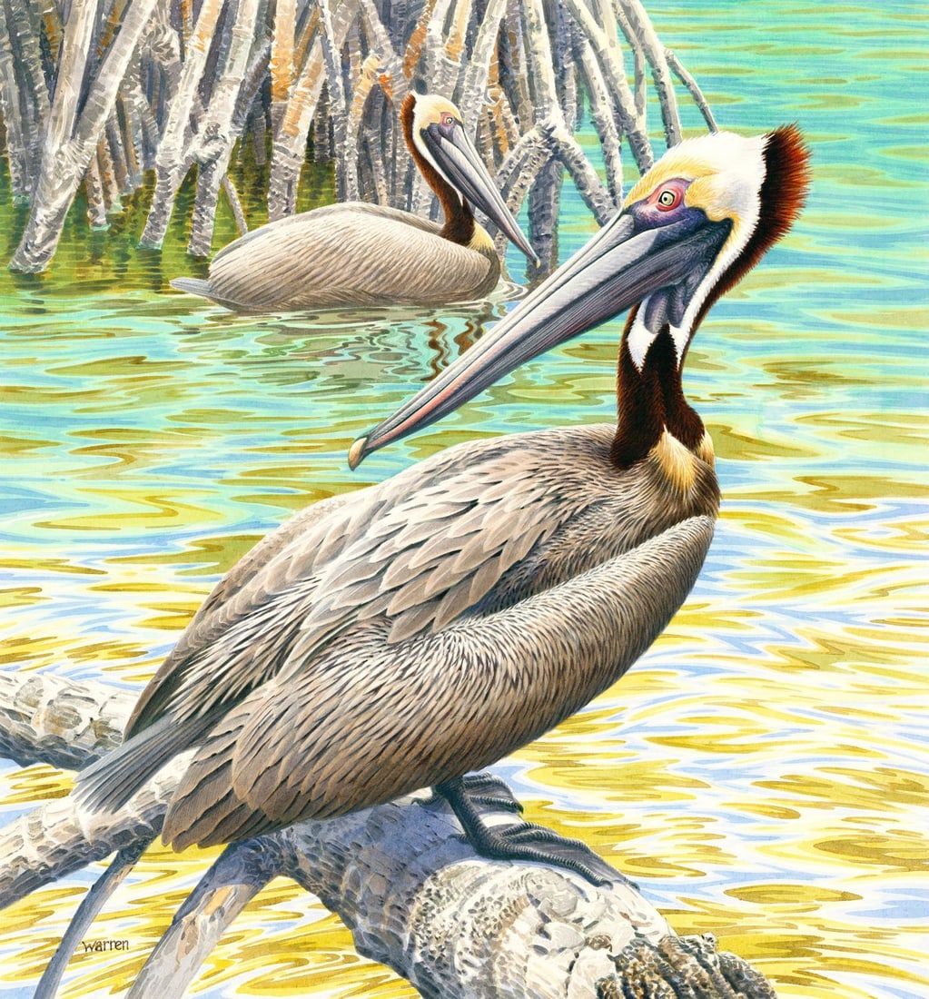Michael Warren (UK,1938-?) watercolor painting: ARTIST: Michael Warren (United Kingdom, 1938 - ???) TITLE: Brown Pelican Bird (titled on verso) YEAR: 1993 MEDIUM: watercolor on heavy paper CONDITION: