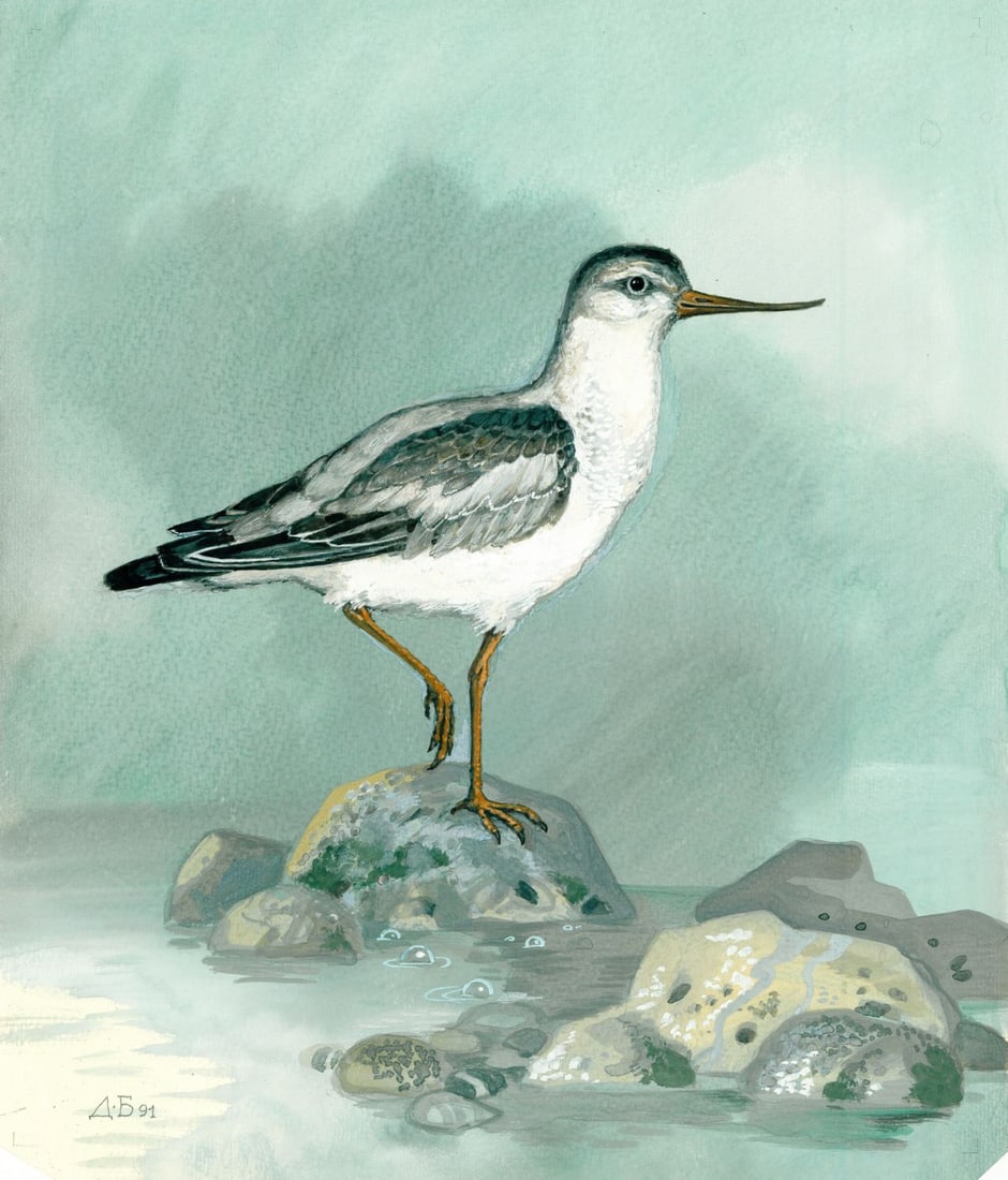 Dmitry Belukin (Russia,b 1962) watercolor painting: ARTIST: Dmitry Anatolyevich Belukin (Russian, born 1962) TITLE: Terek Sandpiper Bird (titled on verso) YEAR: 1991 MEDIUM: watercolor on heavy paper CONDITION: