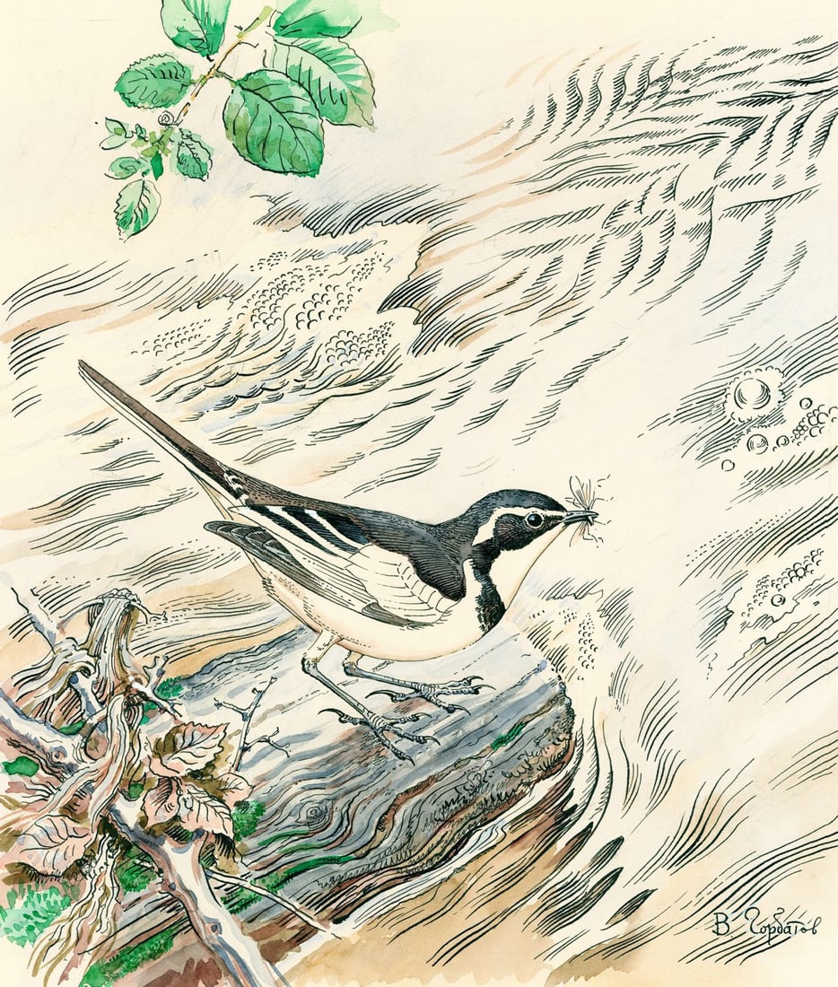 Vadim Gorbatov (Russia,1940-?) watercolor painting: ARTIST: Vadim Alekseevich Gorbatov (Russian, 1940 - ???) TITLE: African Pied Wagtail Bird, Ghana (titled on verso) YEAR: 1990 MEDIUM: watercolor on paper. Paper applied to b
