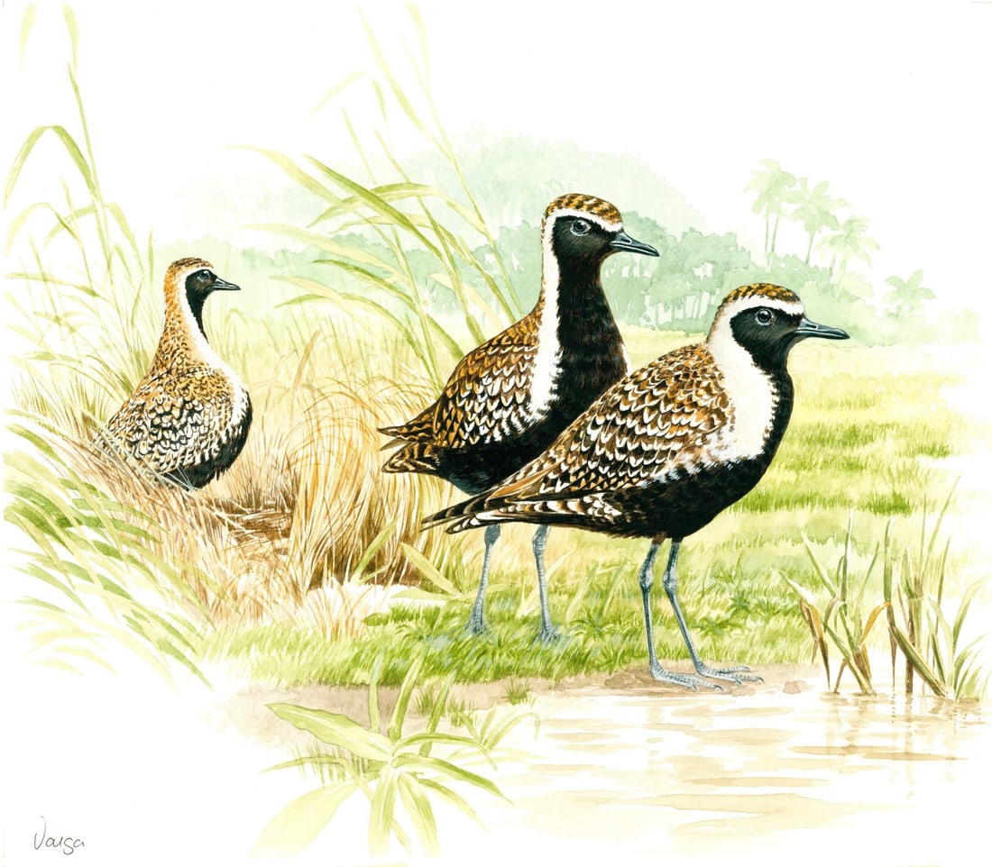 Pal Varga (Hungary,1937-?) watercolor painting: ARTIST: Pal Varga (Hungarian, 1937 - ???) TITLE: Golden Plover Bird (titled on verso) YEAR: 1998 MEDIUM: watercolor on heavy paper CONDITION: Minor damag