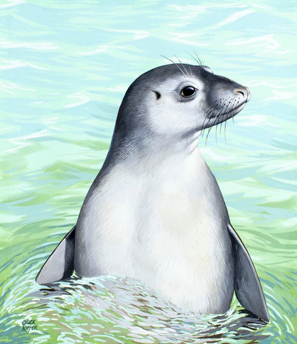 Chuck Ripper (WV,PA,1929-2019) gouache painting: ARTIST: Chuck Ripper (West Virginia, Pennsylvania, 1929 - 2019) TITLE: Monk Seal (titled on verso) YEAR: 1993 MEDIUM: gouache on board CONDITION: Minor
