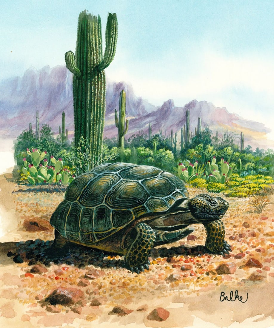 Don Balke (NC,1933-?) gouache painting: ARTIST: Don Balke (North Carolina, 1933 - ???) TITLE: Desert Tortoise (titled on verso) YEAR: 1999 MEDIUM: gouache on board CONDITION: Minor damage to th