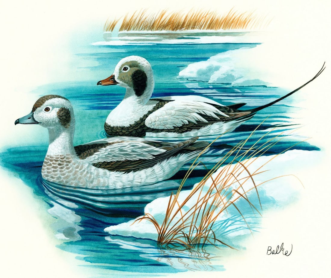 Don Balke (NC,1933-?) gouache painting: ARTIST: Don Balke (North Carolina, 1933 - ???) TITLE: Oldsquaw Duck, Ohio (titled on verso) YEAR: 1982 MEDIUM: gouache on board CONDITION: Overall good.<