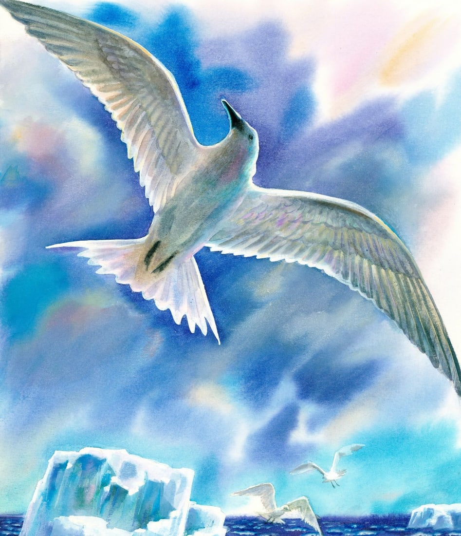 Ivan Kozlov (Russia,1937-?) watercolor painting: ARTIST: Ivan Kozlov (Russian, 1937 - ???) TITLE: Snow Petrel Bird, New Zeland (titled on verso) YEAR: 1990 MEDIUM: watercolor on paper CONDITION: Minor a