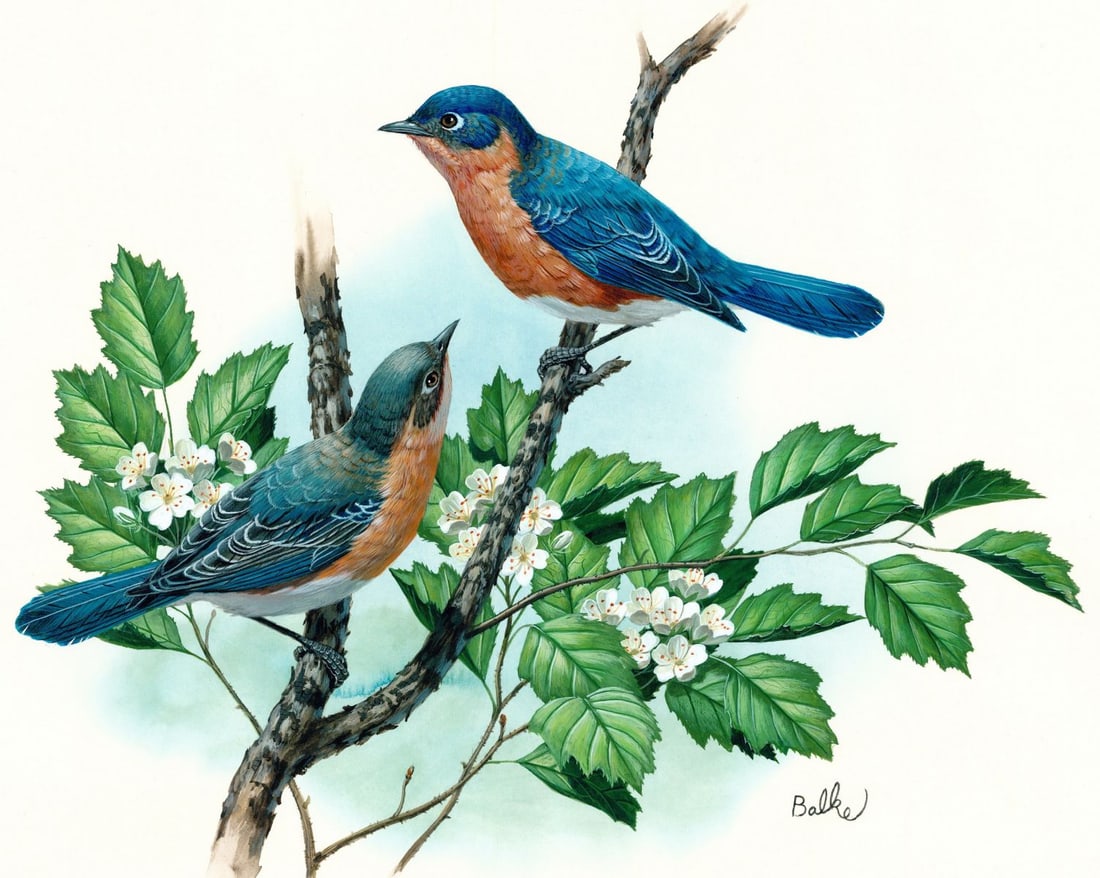 Don Balke (NC,1933-?) gouache painting: ARTIST: Don Balke (North Carolina, 1933 - ???) TITLE: Bluebird, Missouri (titled on verso) YEAR: 1985 MEDIUM: gouache on board CONDITION: Minor damages t