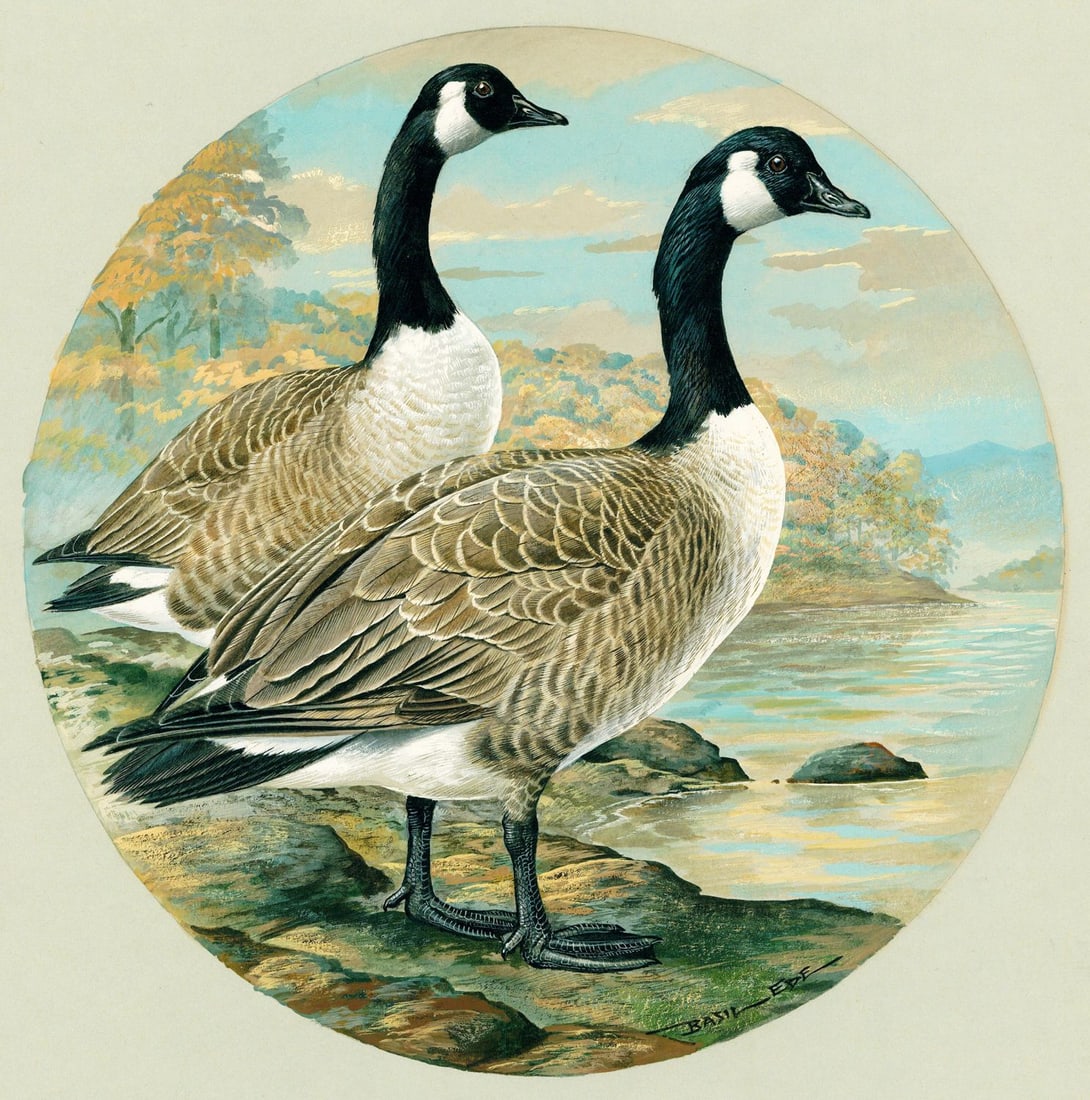 Basil Rashley Ede (DC,PA,UK,1931-2016) gouache painting: ARTIST: Basil Rashley Ede (District Of Columbia, Pennsylvania, United Kingdom, 1931 - 2016) TITLE: Canada Goose YEAR: 1980 MEDIUM: gouache on paper. Paper applied to board.<