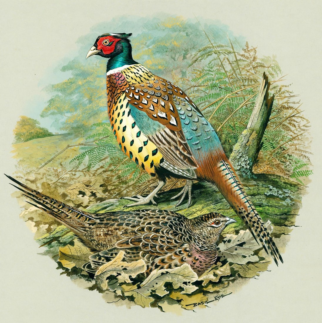 Basil Rashley Ede (DC,PA,UK,1931-2016) gouache painting: ARTIST: Basil Rashley Ede (District Of Columbia, Pennsylvania, United Kingdom, 1931 - 2016) TITLE: Chinese Ring Necked Pheasant Bird (titled on verso) YEAR: 1980s MEDIUM: go